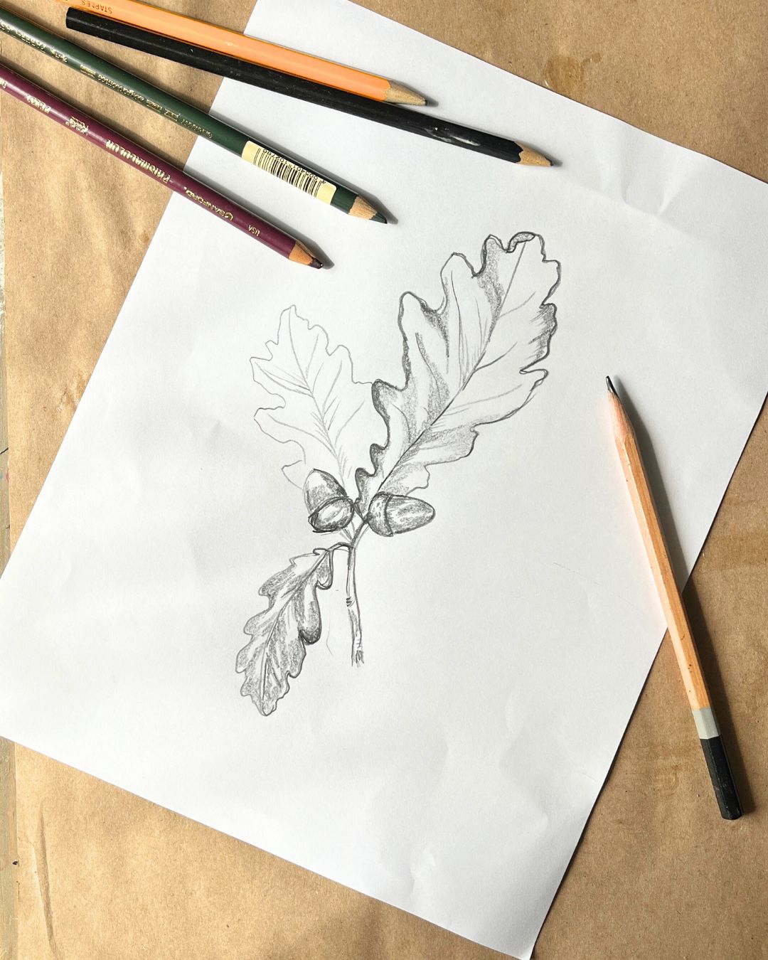 Botanical Drawing for Beginners Friday, September 12th 10:30 am-12:30 pm
