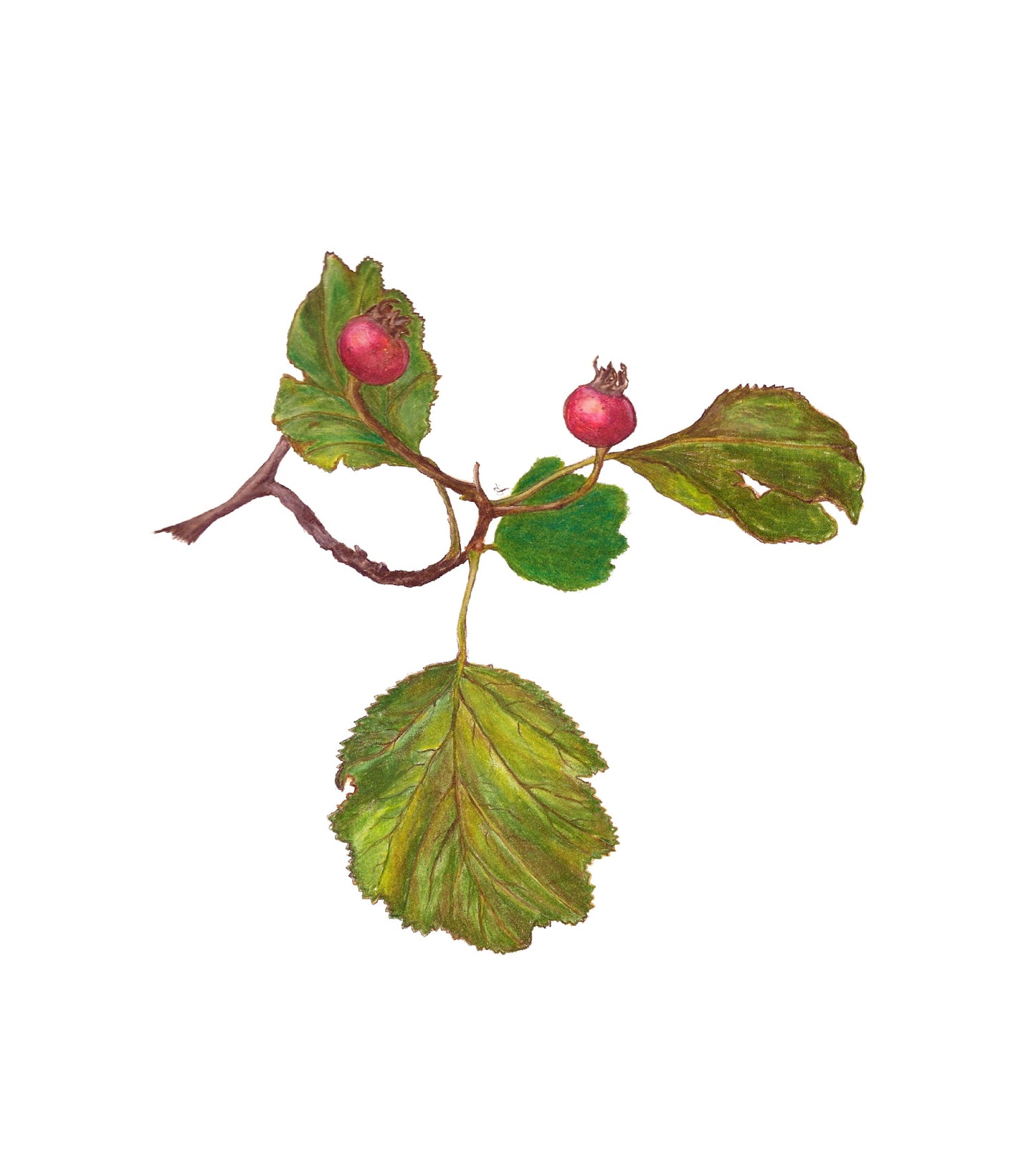 Color Pencil Drawing and Shading for Beginners: Friday, January 23rd 10:30 am-12:30 pm